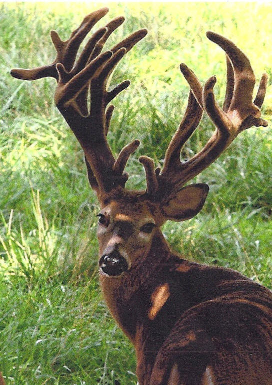 Bayou Bucks is a Licensed Louisiana Deer Farm specializing in Trophy